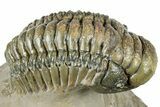 Beautiful Crotalocephalina Trilobite - Exposed Hypostome #311686-2
